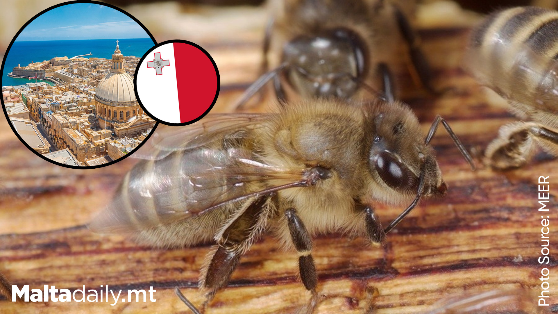 Maltese Honeybee Declared National Insect