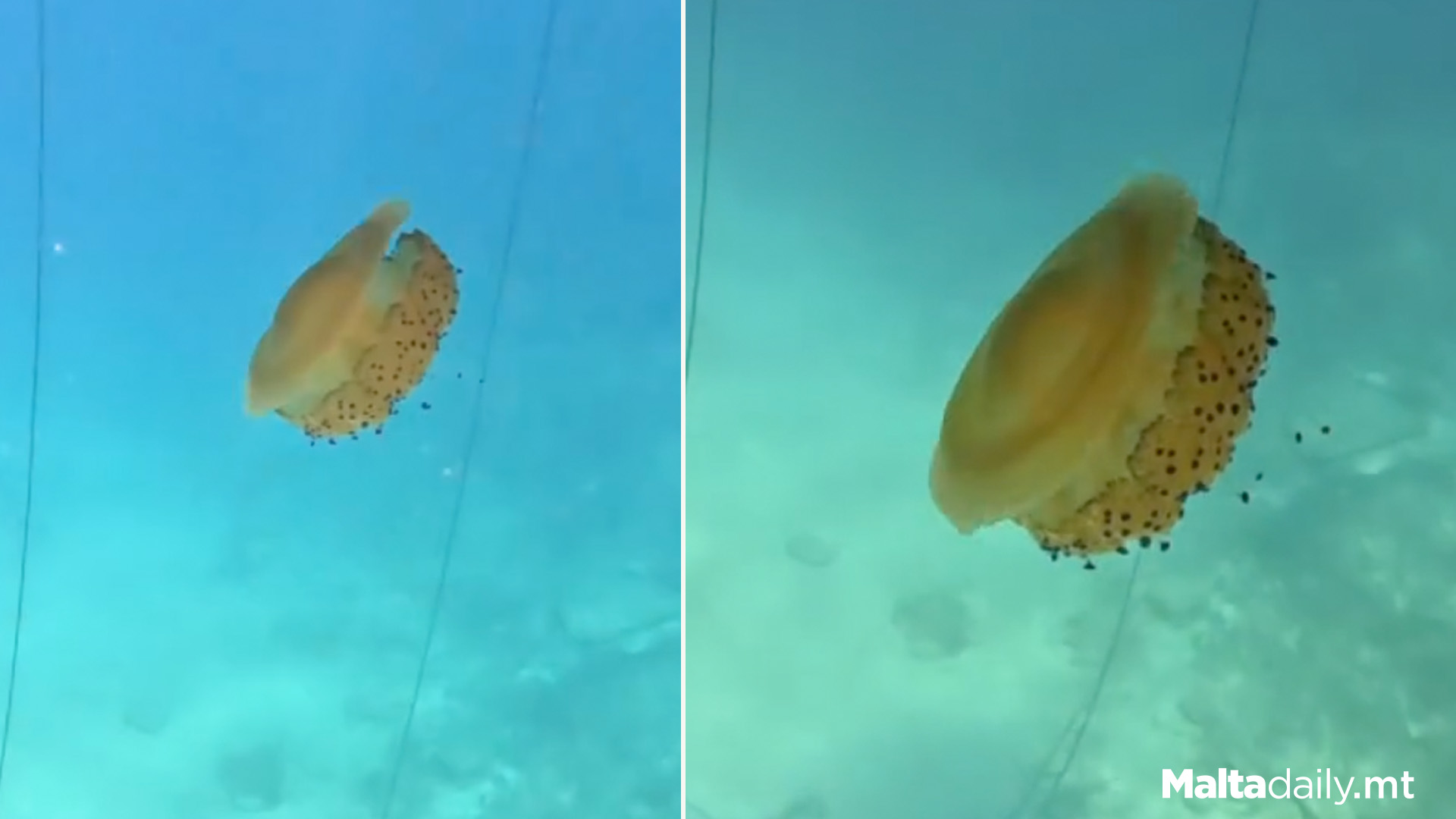 Fried Egg Jellyfish Makes 'Late' Appearance In Maltese Waters