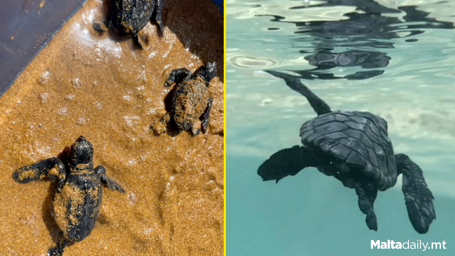 Last Turtle Nest Of Summer 2024 In Gozo Hatches