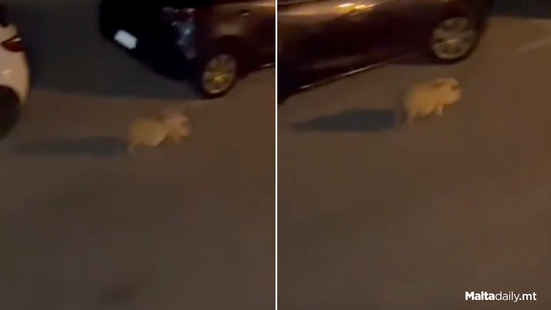 Pig Spotted Roaming Maltese Streets