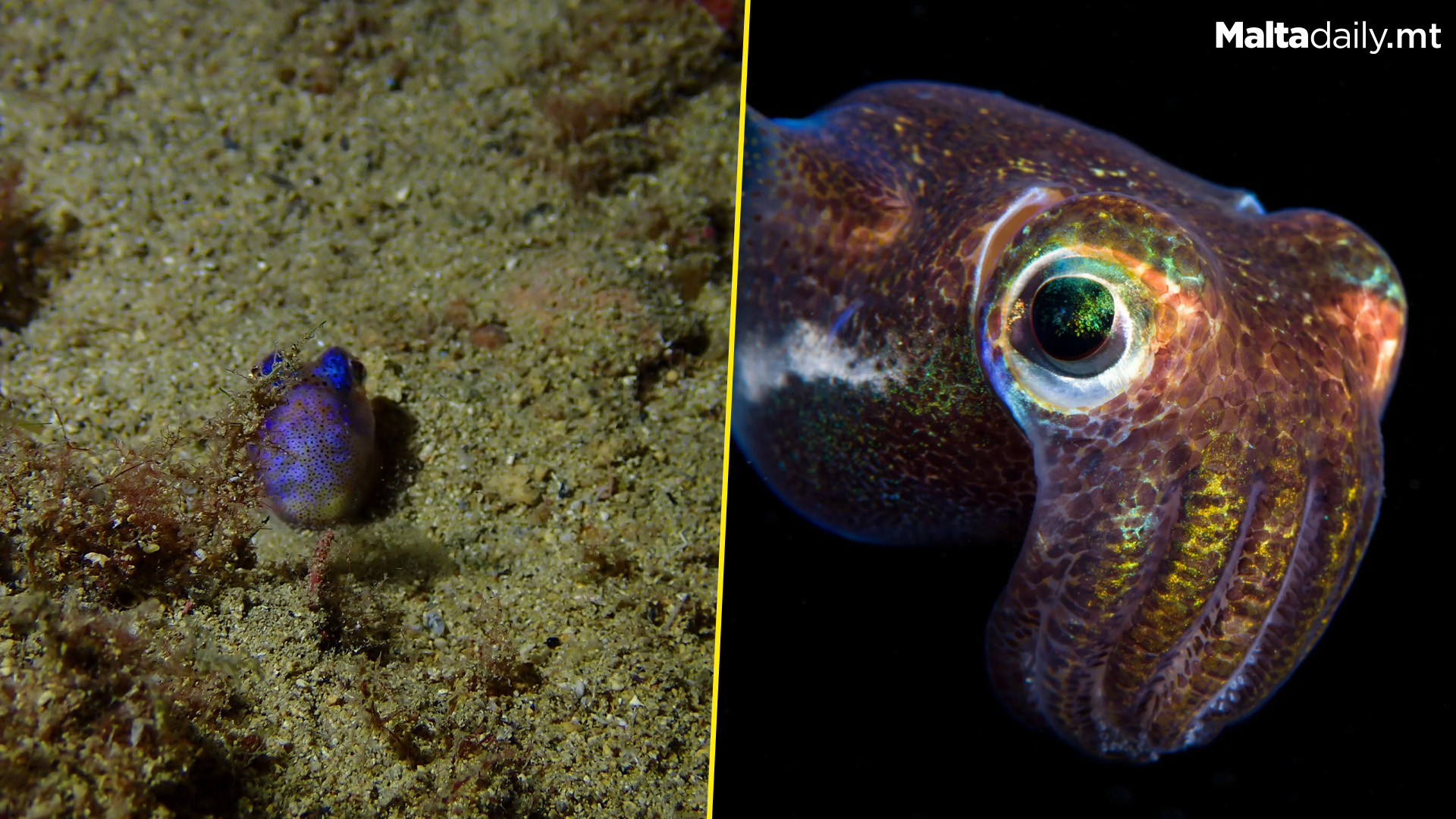 Tiny Bobtail Squid Spotted In Maltese Waters