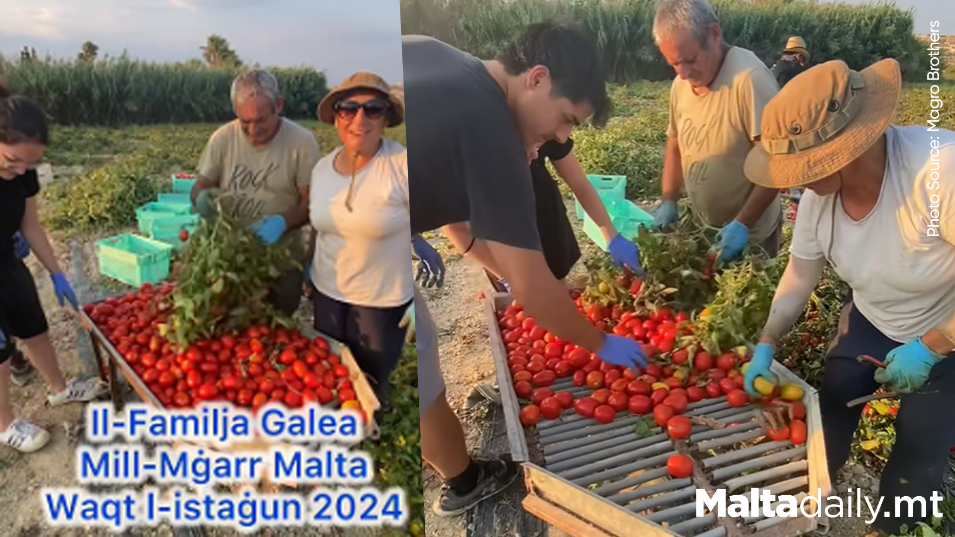 Gozitan Family Reveals Hard Work Behind Tomato Harvest