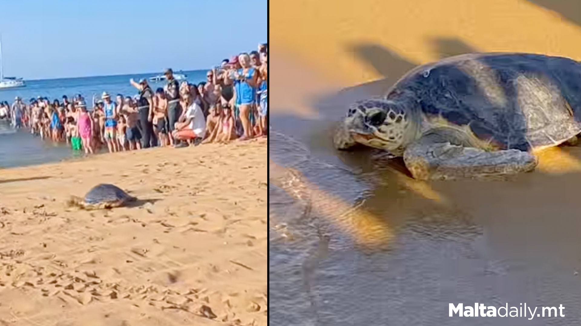 Three Rehabilitated Turtles Released Back At Ramla Bay