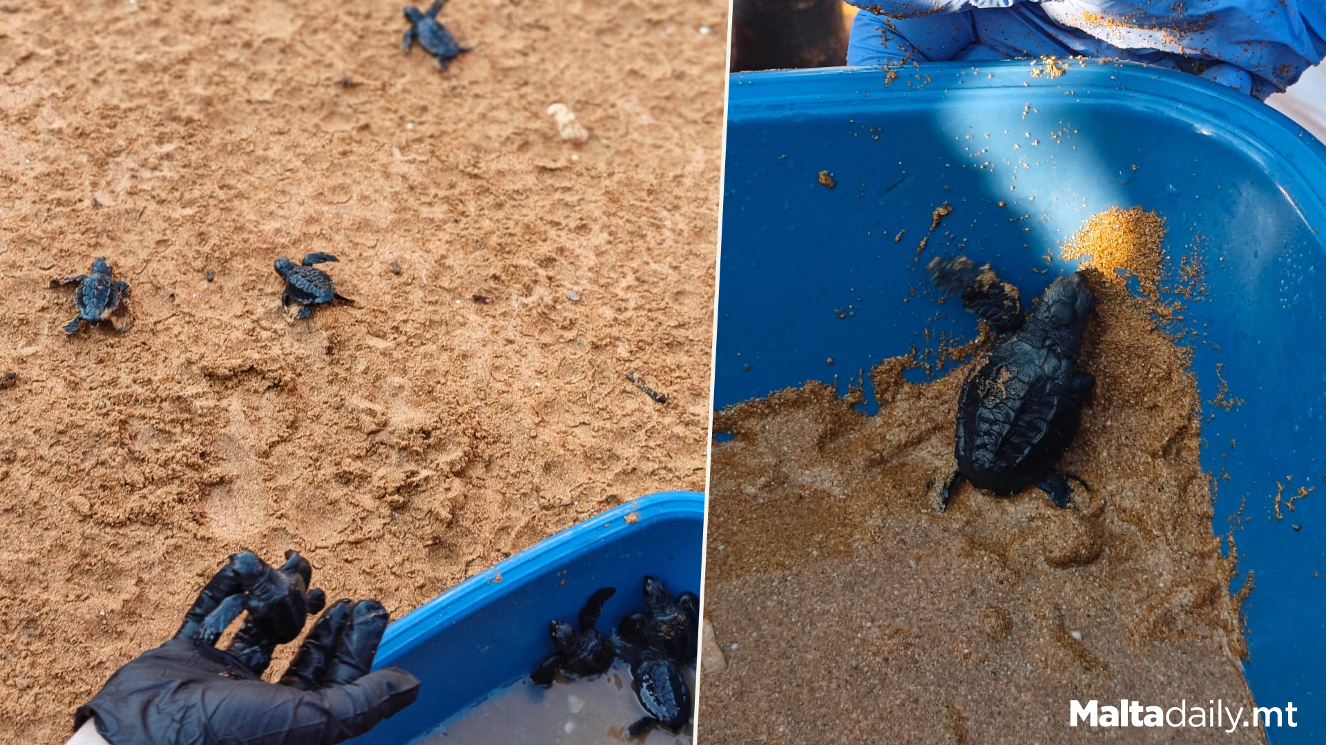 81 Turtles Hatch From Malta Summer 2024's Third Nest