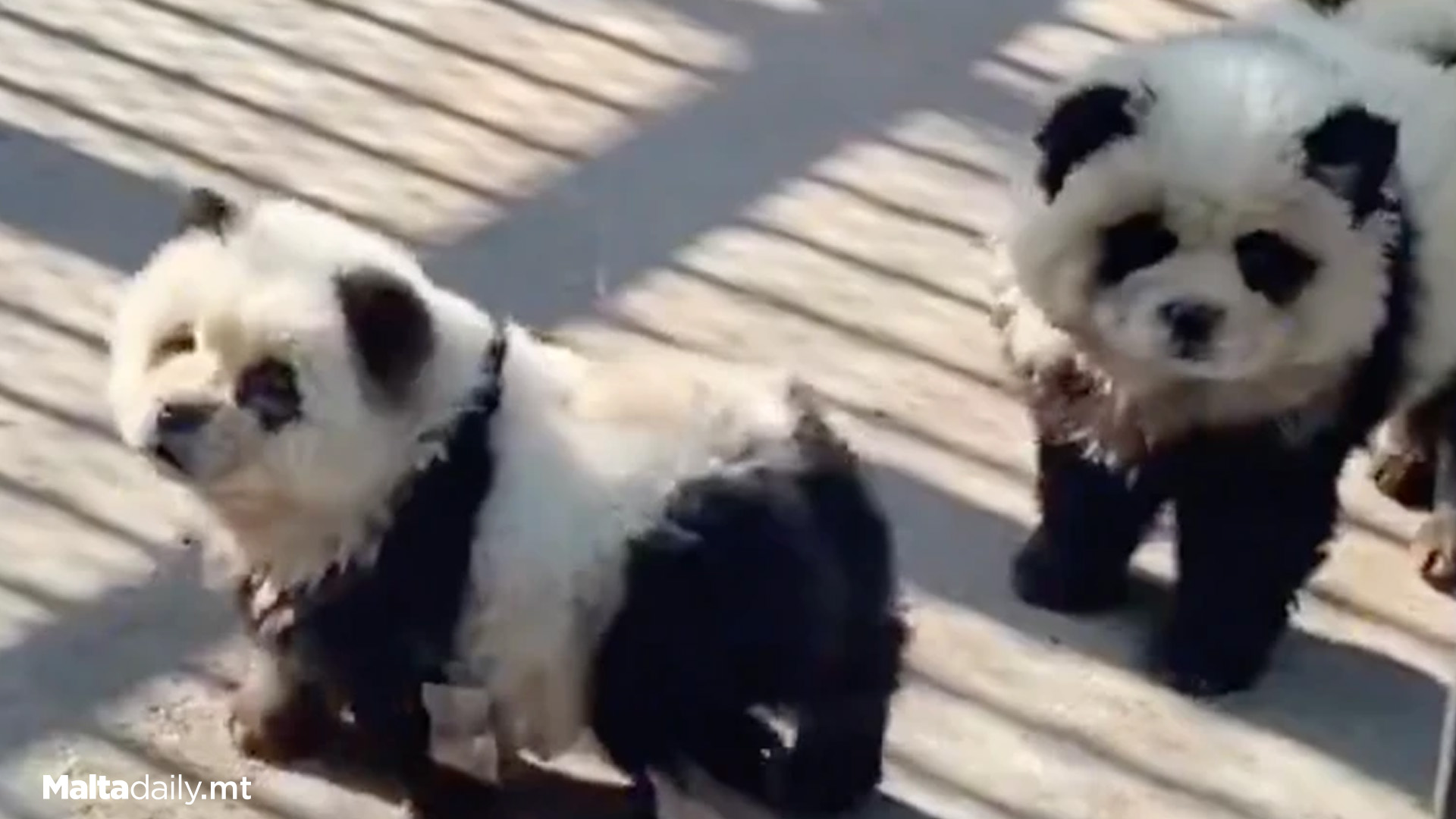 Zoo Admits 'Pandas' Are Dogs Painted Black & White