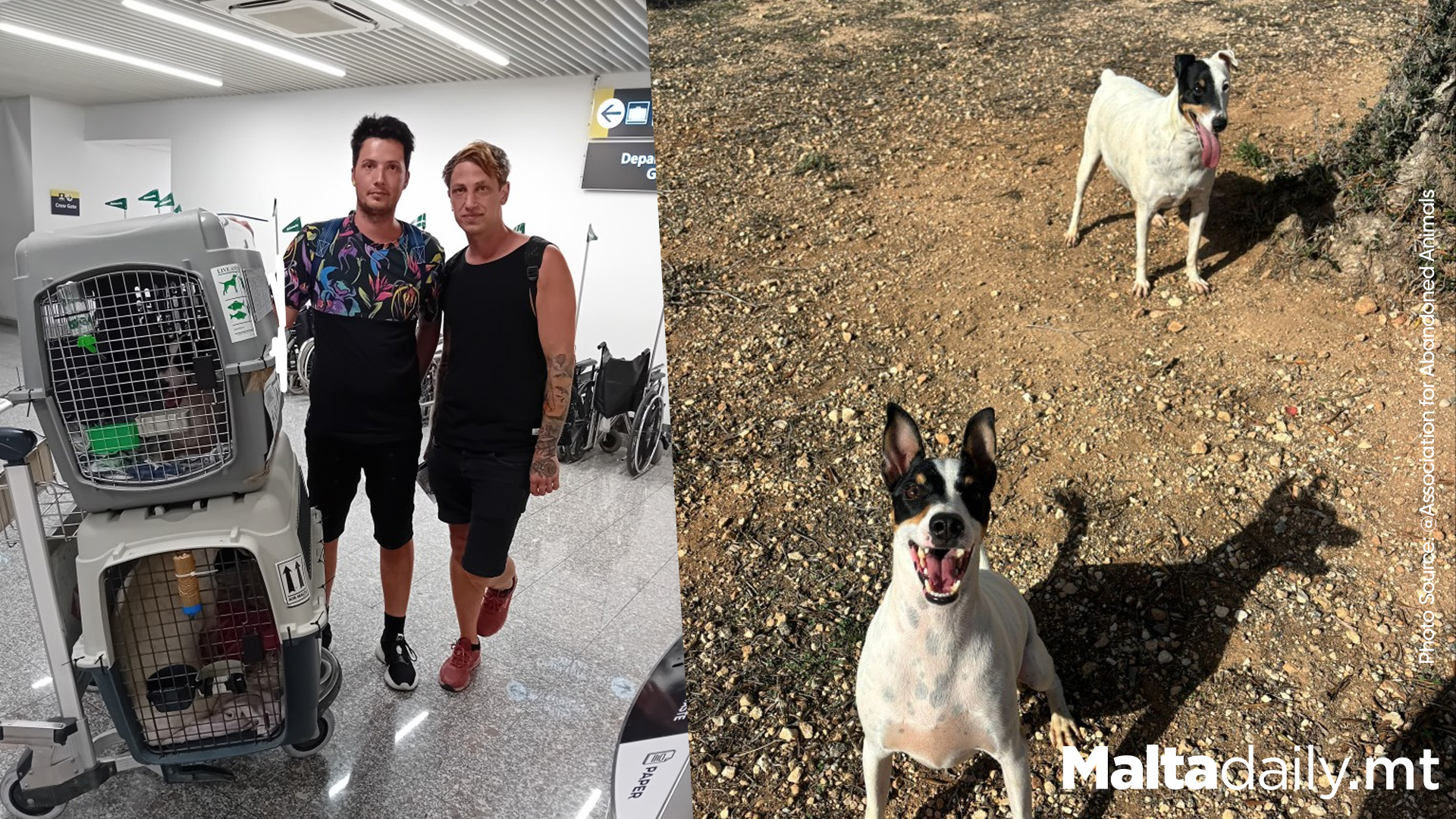 Couple Spend Vacation Volunteering at Malta Dog Shelter.