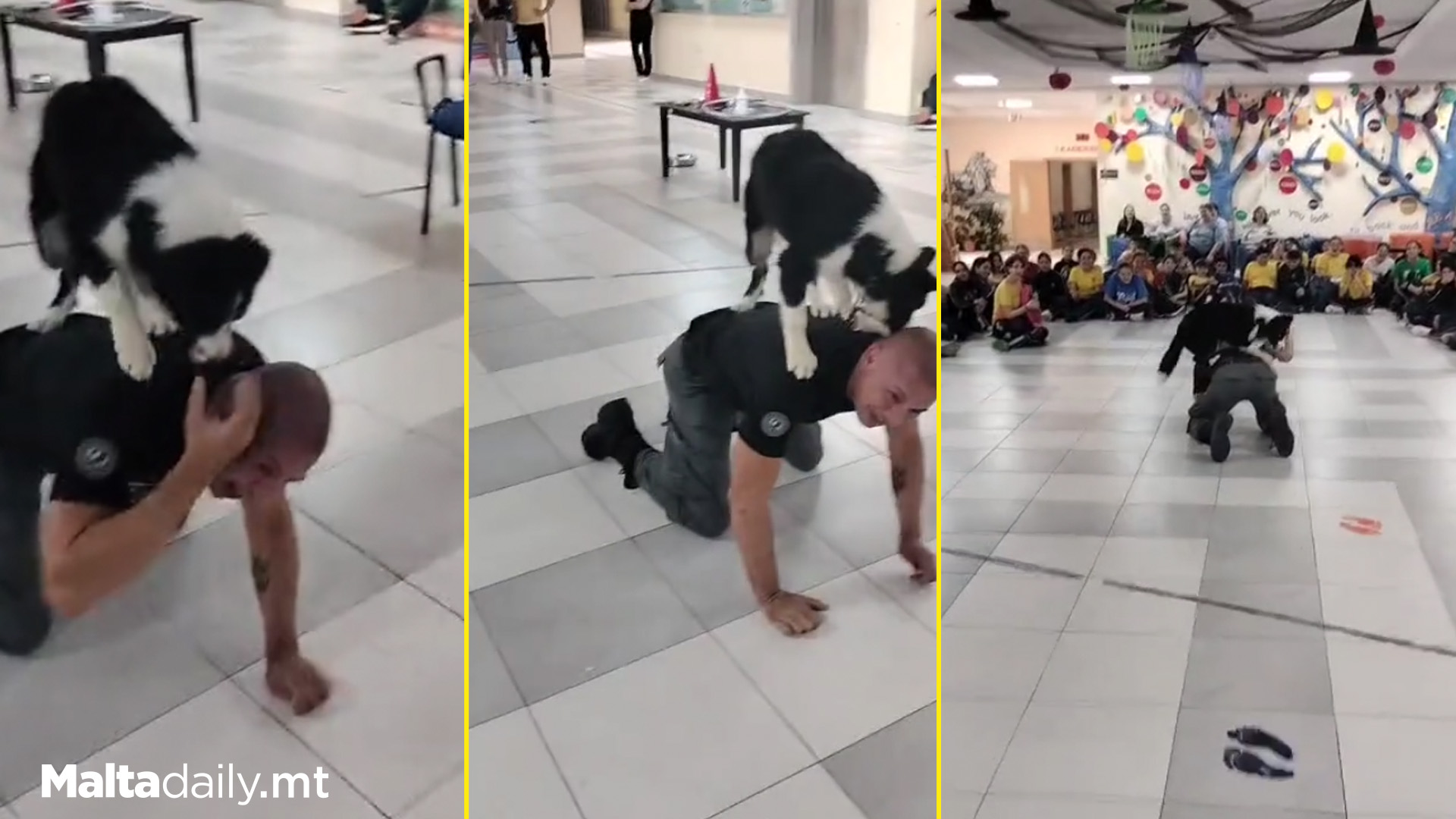 Trainer & Dog Entertain Students With Cute Tricks