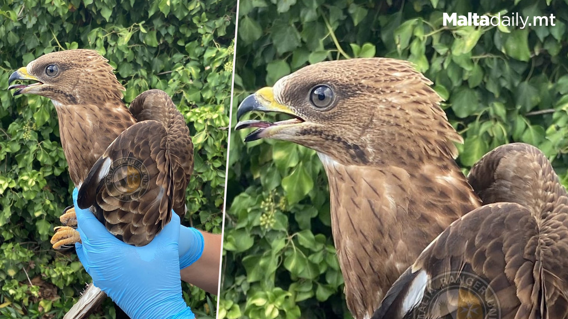 Injured Honey Buzzard Rescued In Mdina