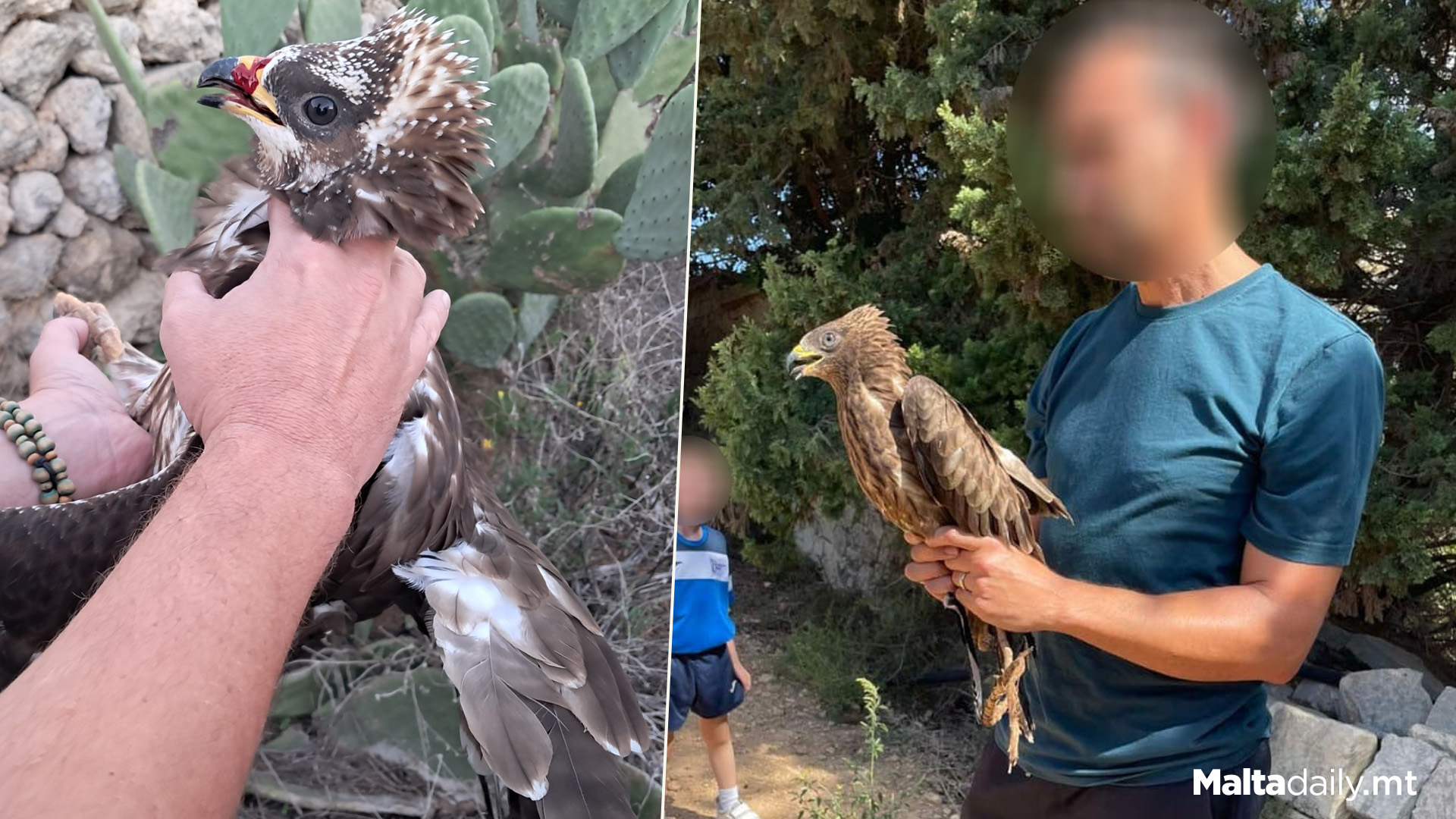 Protected Bird Found Shot Near School In Rabat