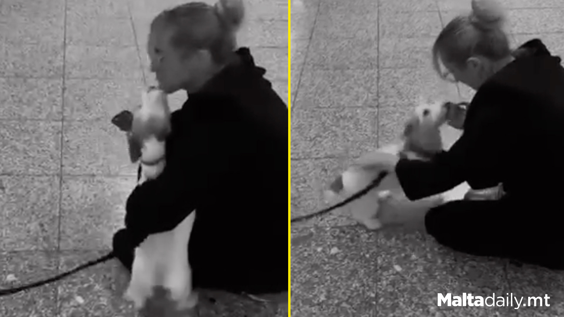 Dog Greets Owner At Malta Airport