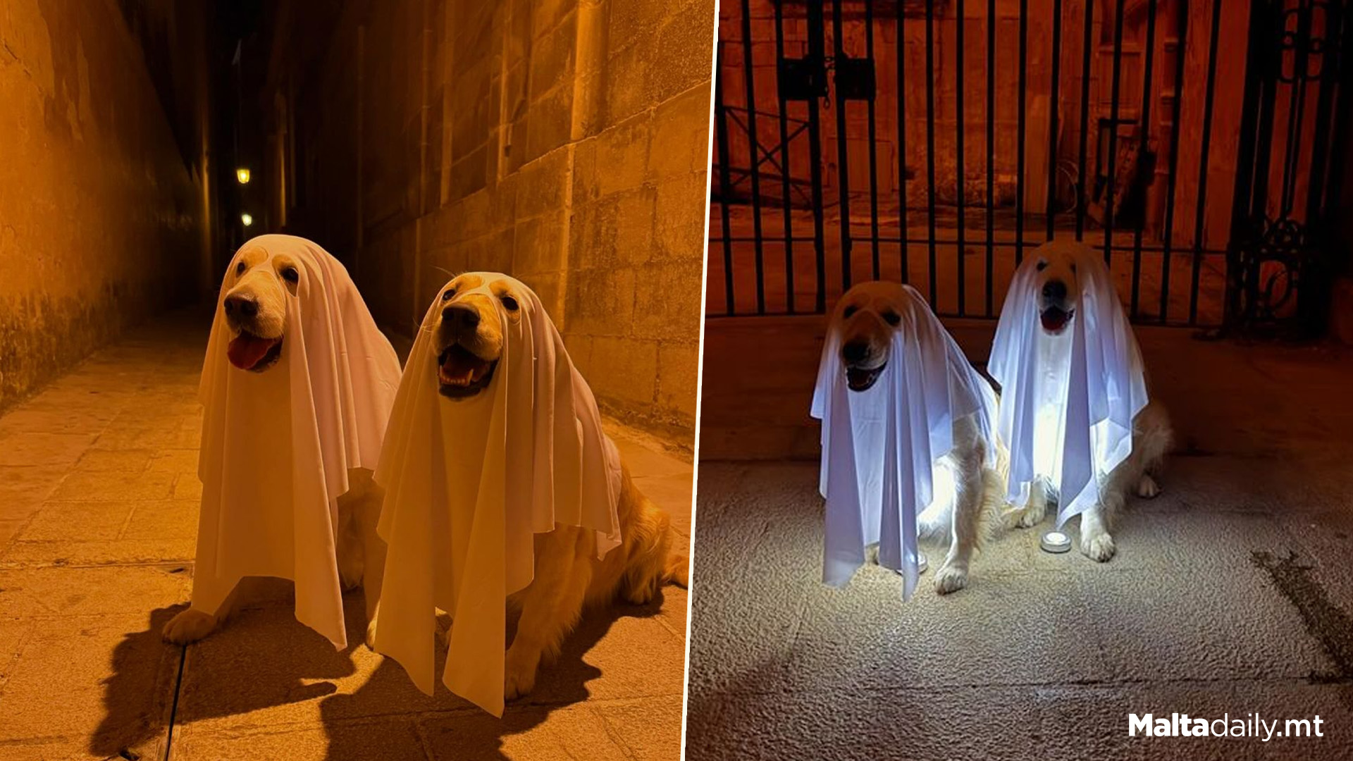 Dog Duo Bailey & Whiskey 'Haunt' Imdina Streets