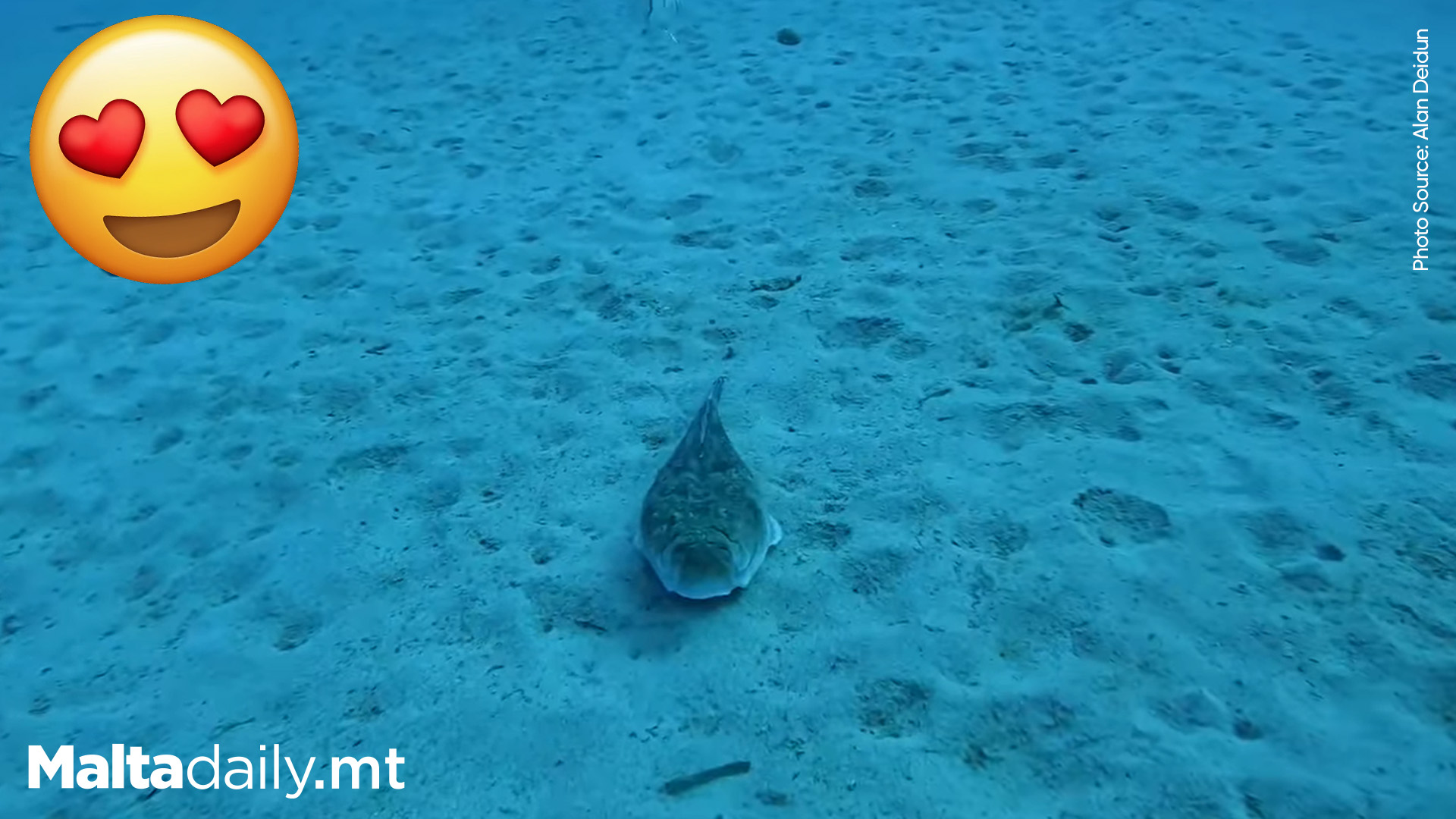 A Grumpy Guy Indeed: Atlantic Stargazer Spotted In Maltese Waters