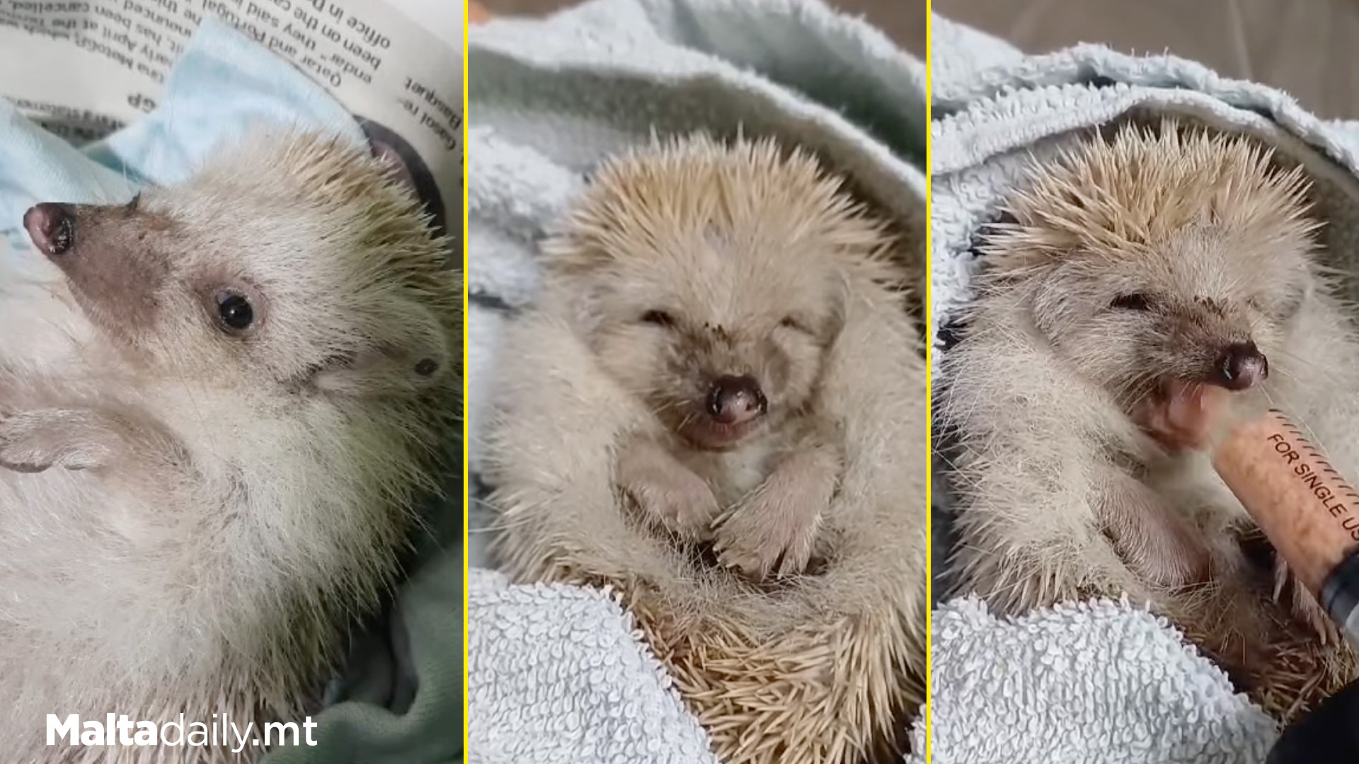 Young Hedgehog Healing After Signs Of Poisoning