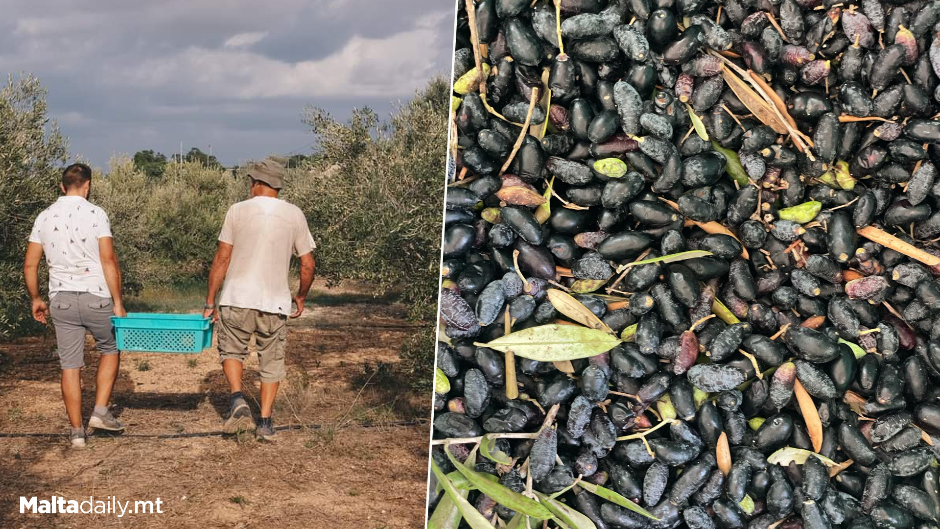 Local Olive Harvest Down Due To Climate Change