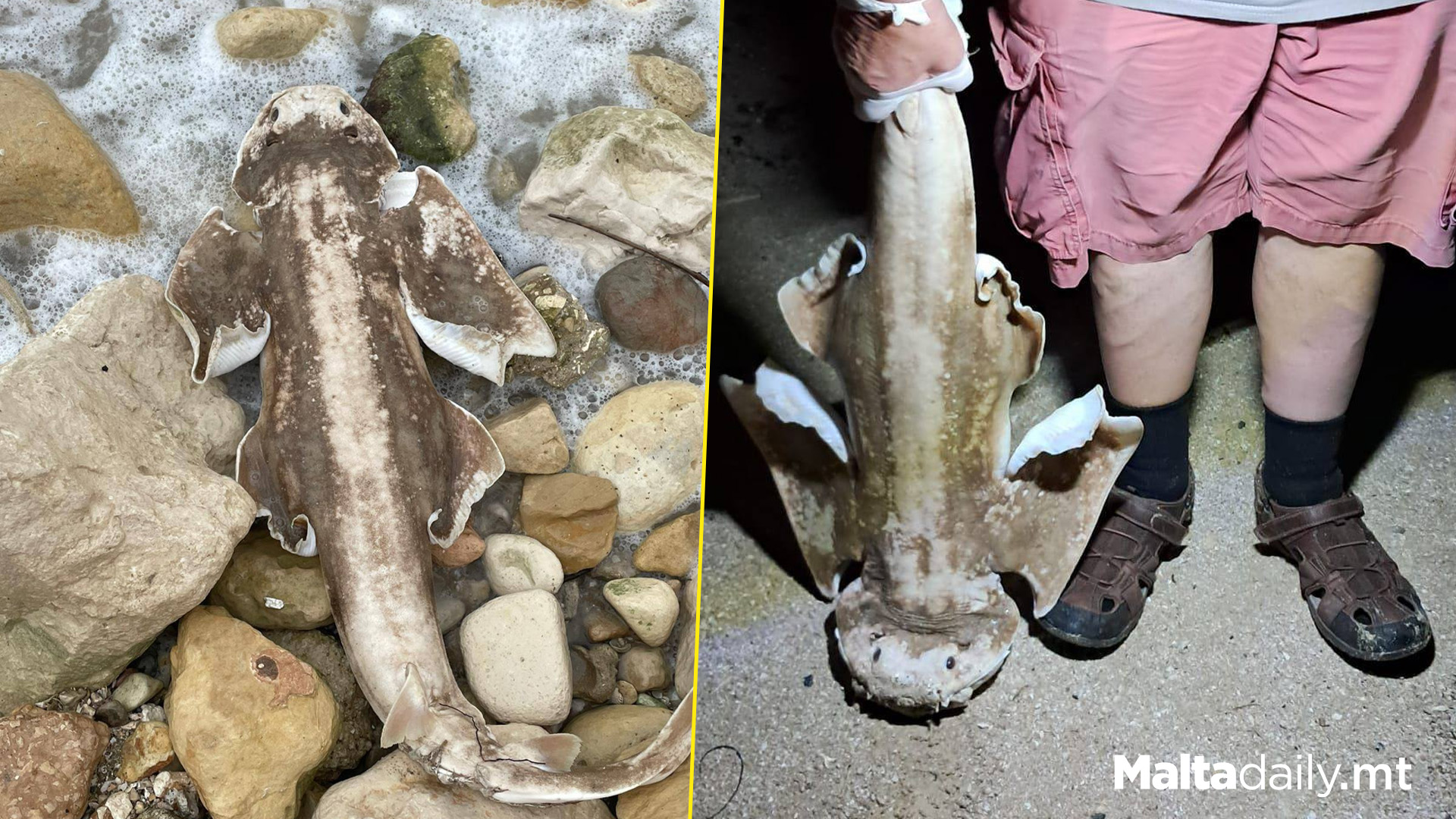 Dead Rare Angelshark Washes Up In Marsaxlokk