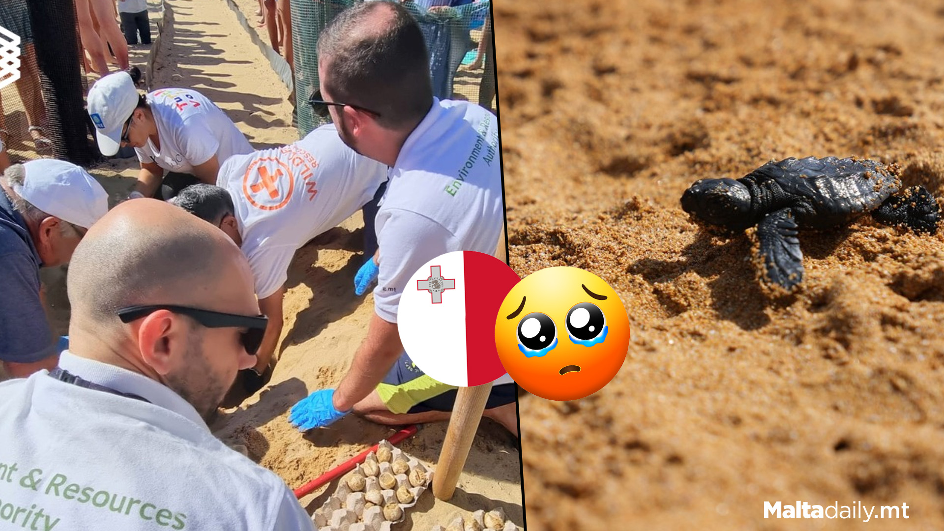 Summer 2024 One Of The Best For Turtle Conservation In Malta