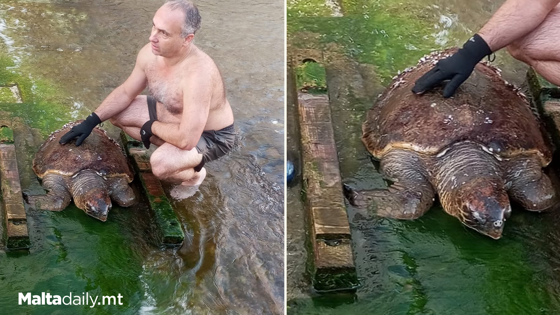 Man Goes Viral After Saving Turtle In Għar Lapsi