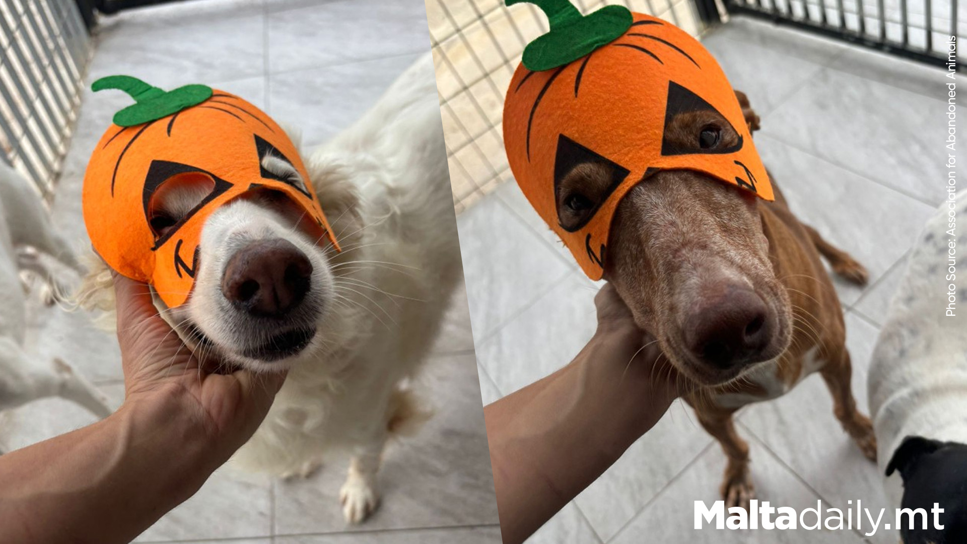 Sheltered Dogs at Association for Abandoned Animals Dress Up for Halloween