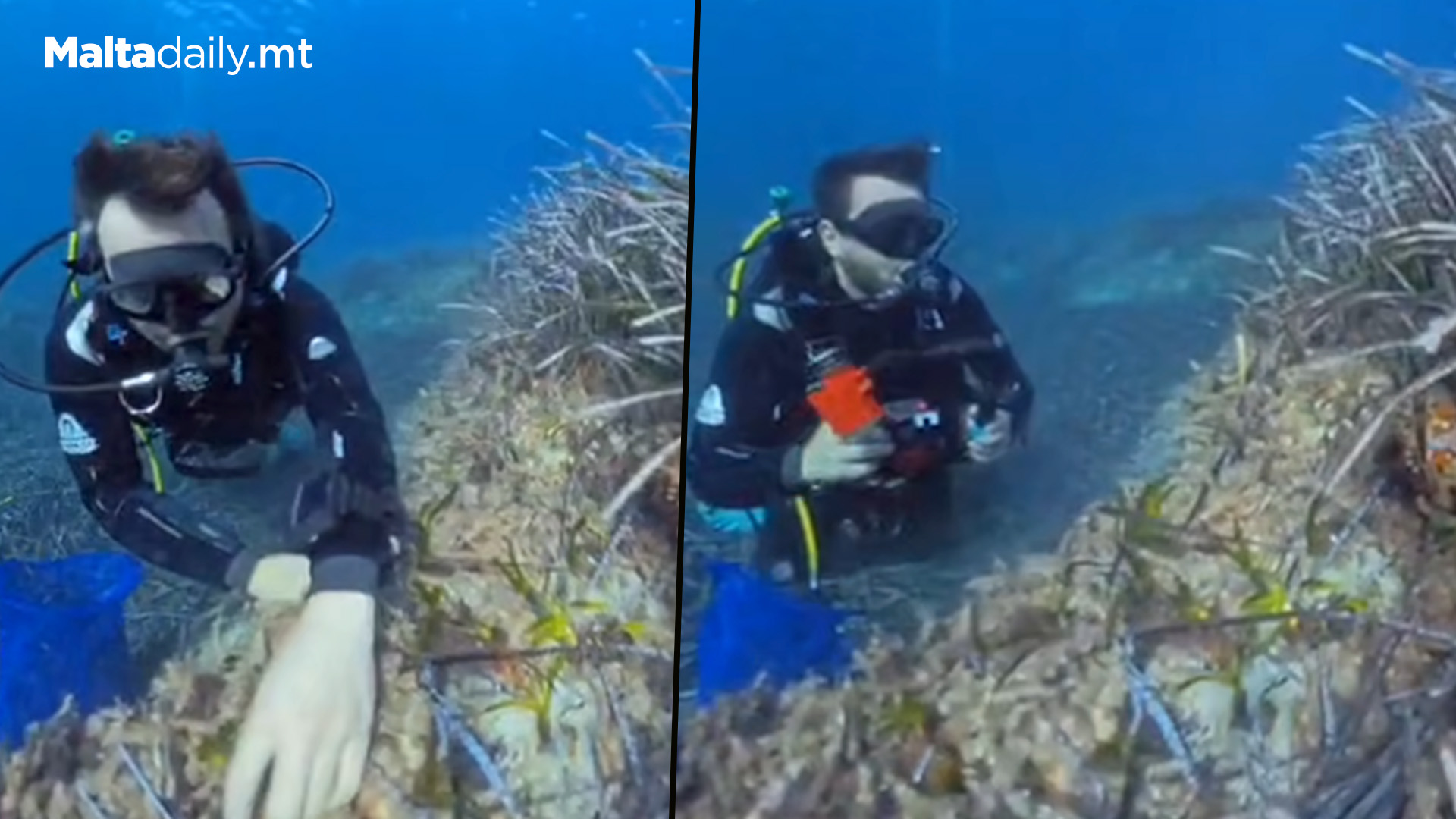 1st Effort To Restore Seagrass Meadows In Maltese Waters