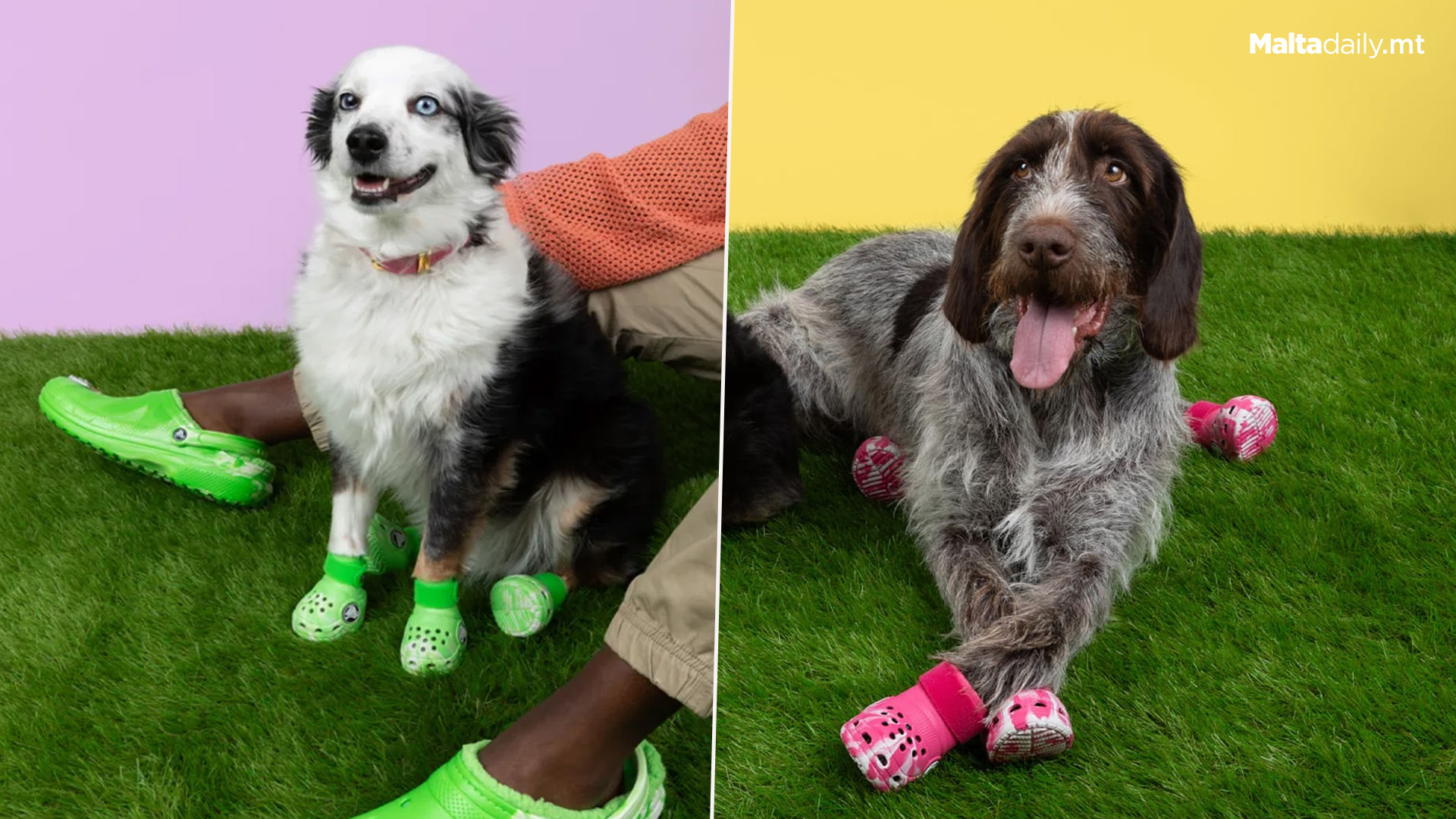 You Can Now Get Crocs For Your Dog