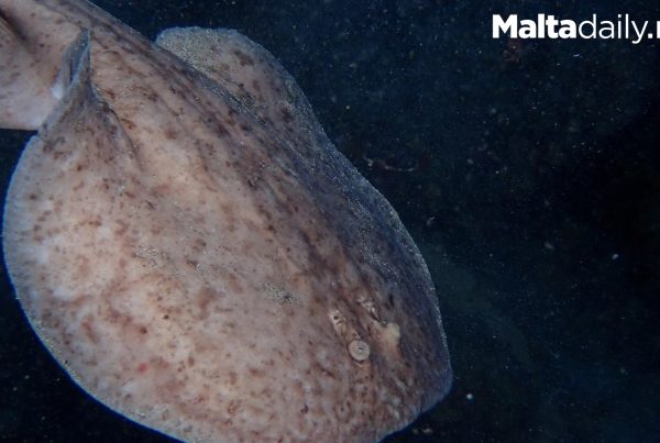 Marbled Electric Ray Spotted in Maltese Waters