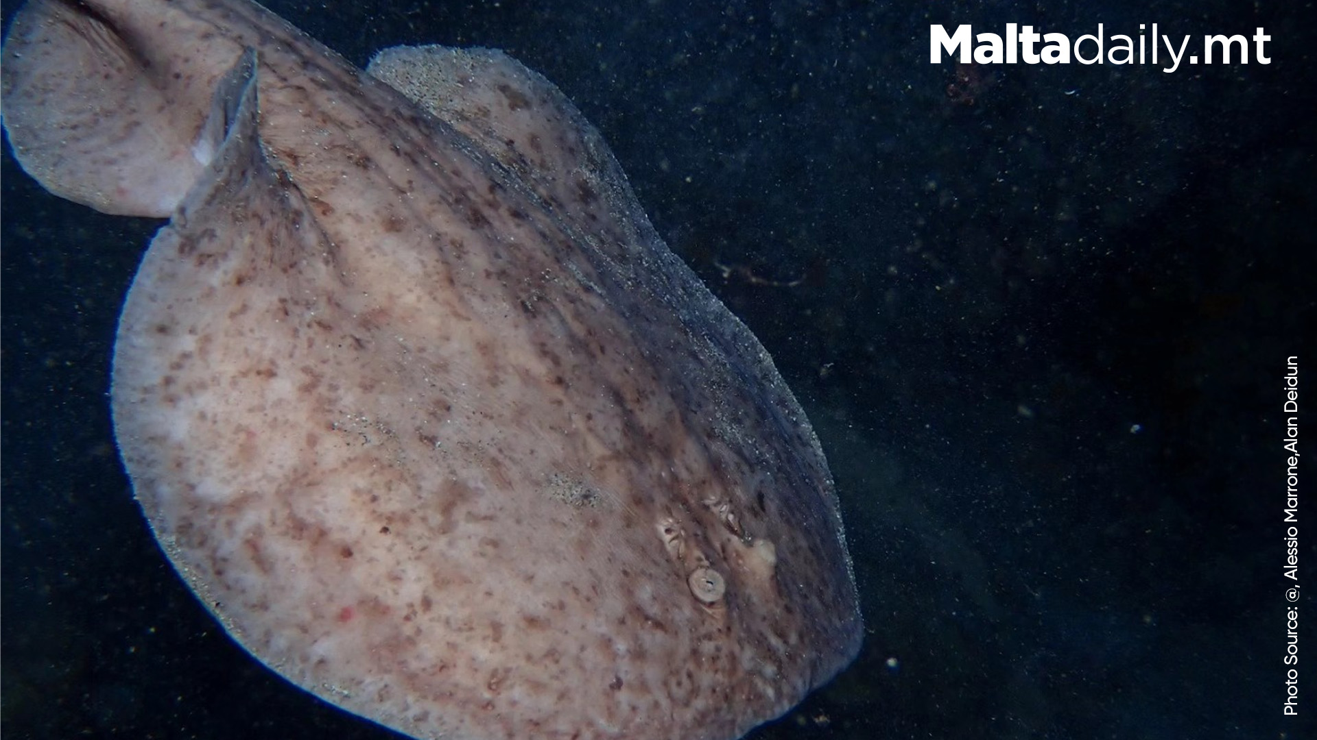 Marbled Electric Ray Spotted in Maltese Waters