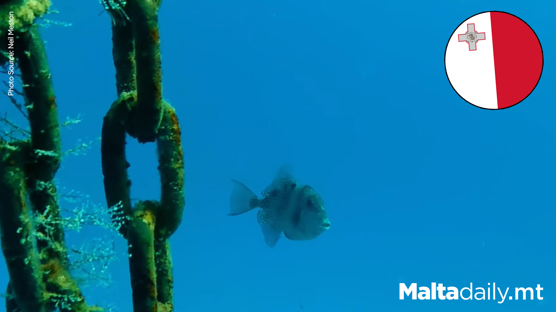 Grey Triggerfish Filmed in Maltese Waters