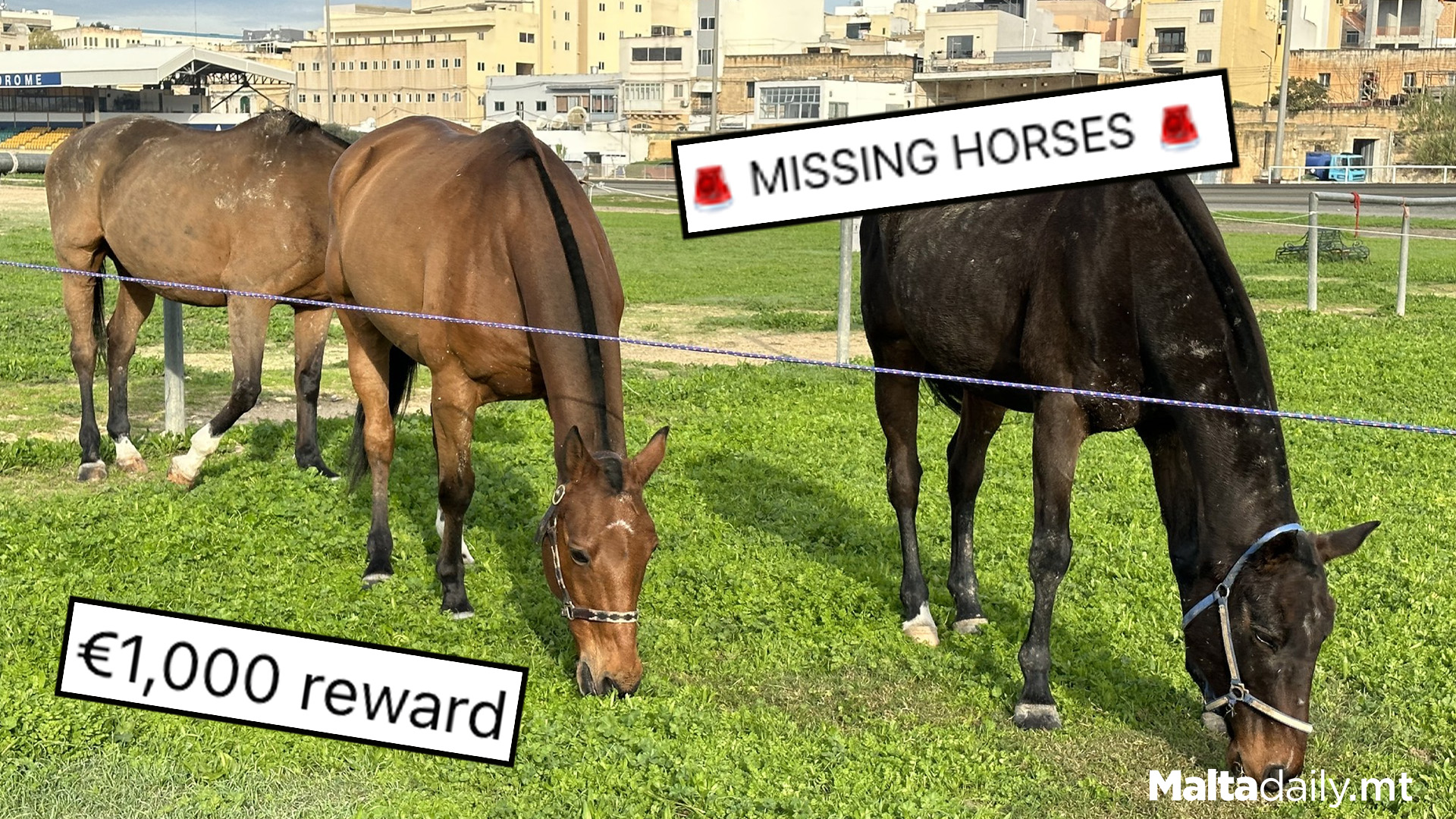 €1,000 Reward After Horses Stolen From Marsa Paddock