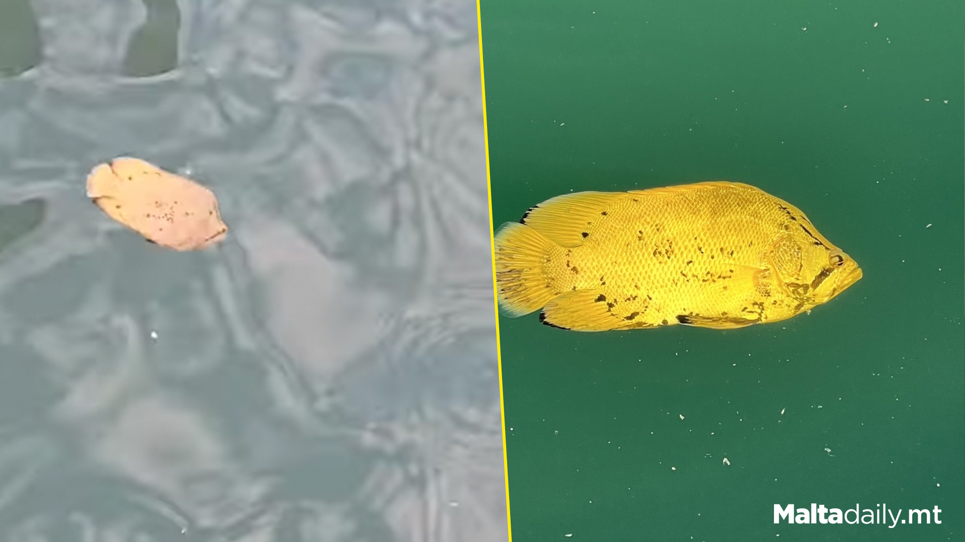 'Leaf Fish' Spotted In Gozo