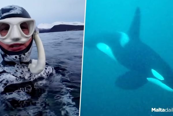 Maltese Olympian Swims With Orcas In Arctic