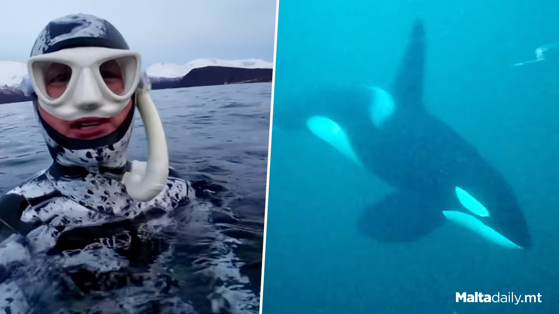 Maltese Olympian Swims With Orcas In Arctic