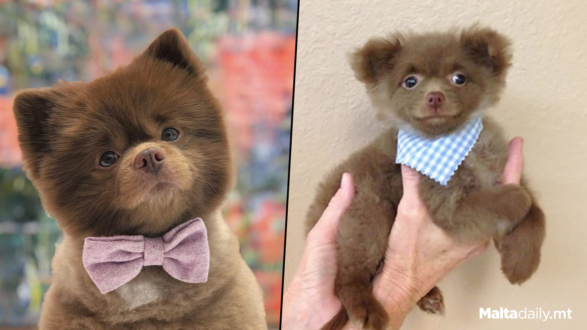 Dogfluencer Bertram The Pomeranian Passes Away