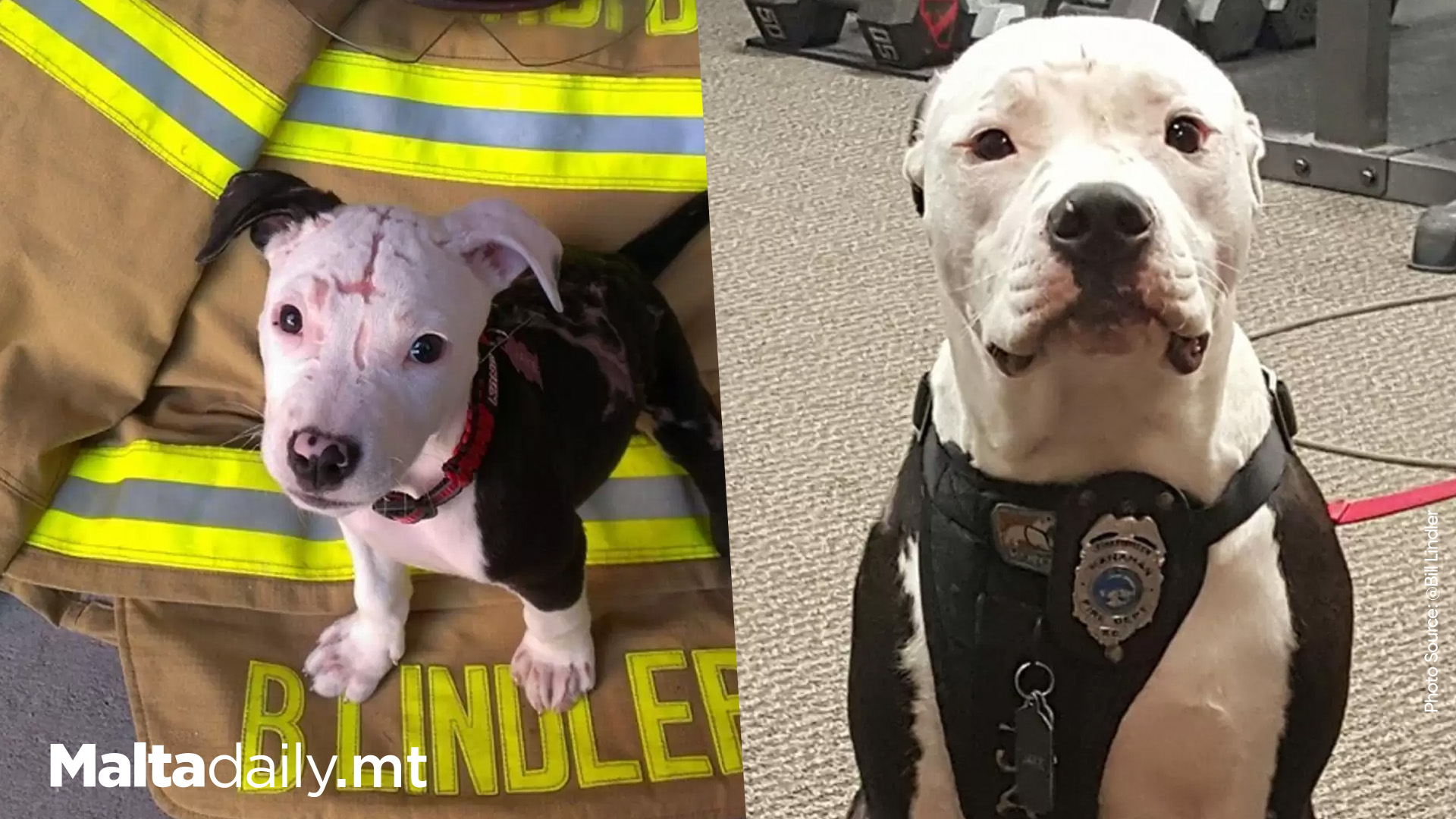 Heroic Rescue Transforms Burned Puppy into Firefighter Mascot