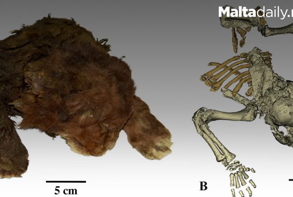 First Mummified Saber-Toothed Kitten Found in Siberian Permafrost