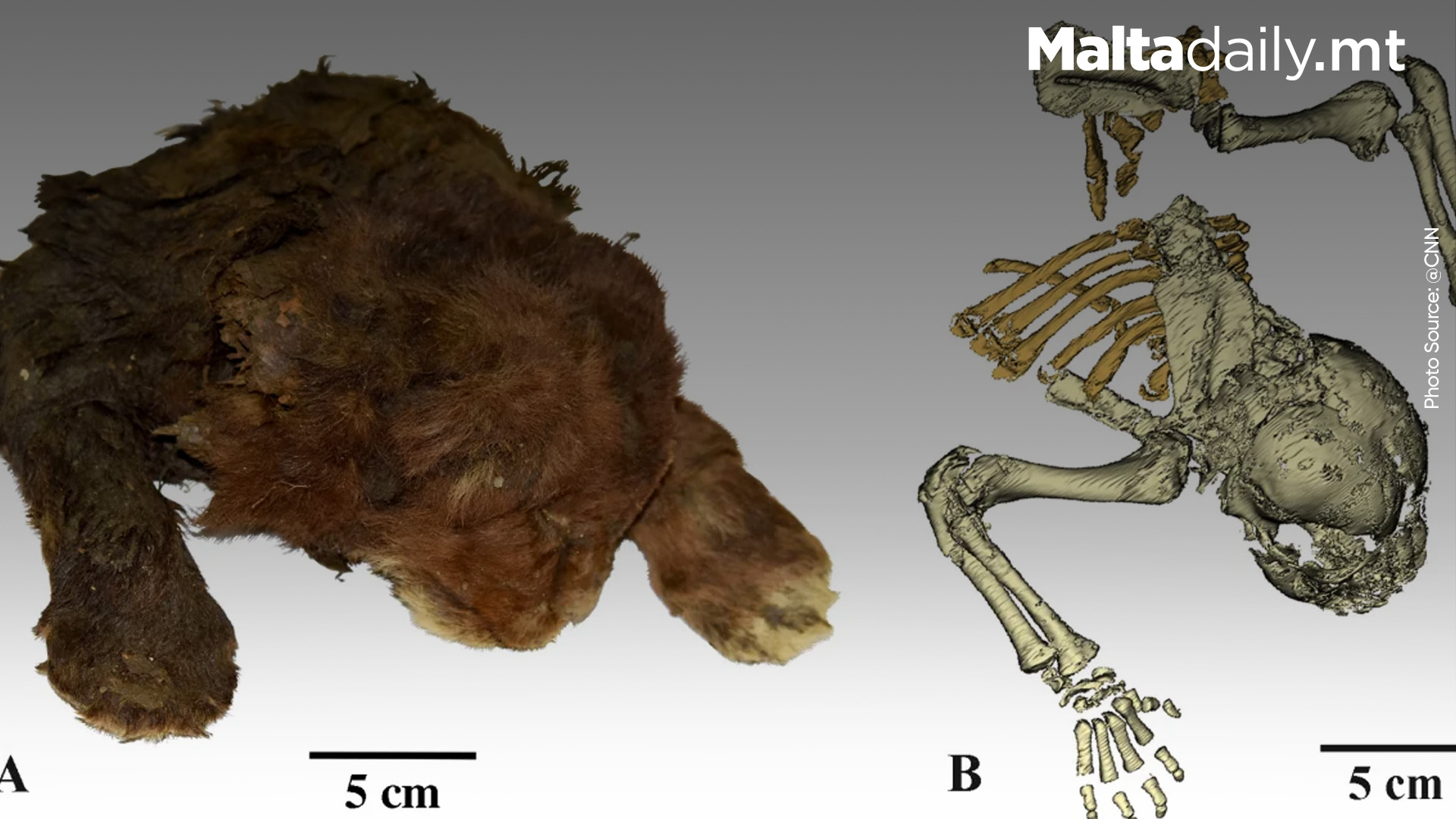 First Mummified Saber-Toothed Kitten Found in Siberian Permafrost