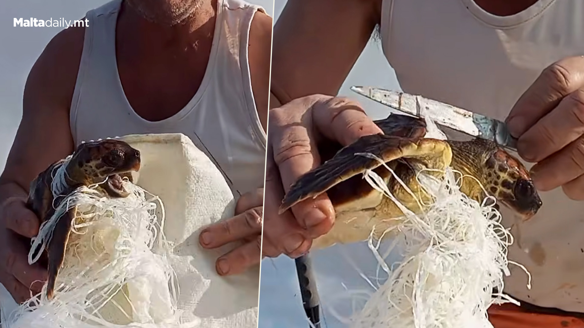 Local Goes Viral For Rescuing Tangled Up Turtle