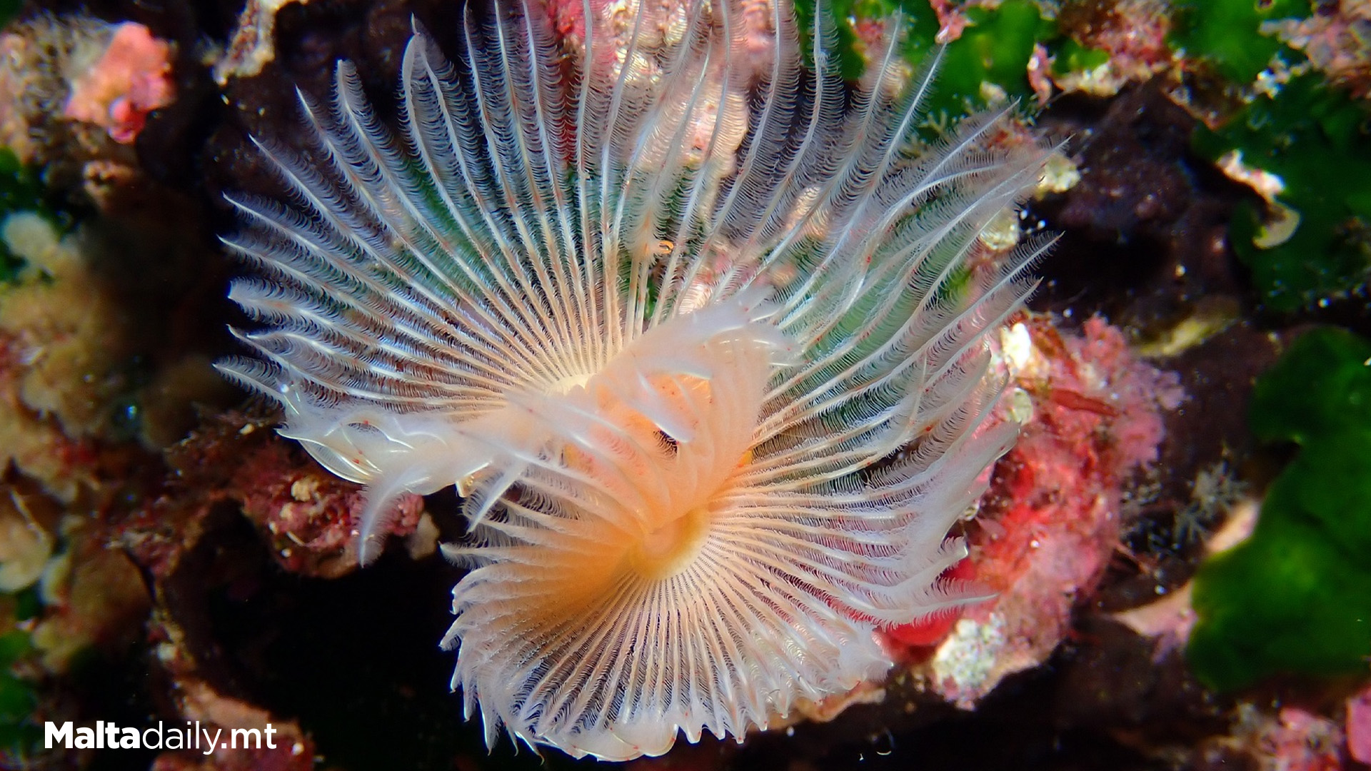 Ever Spotted The Serpulid Worms In Maltese Waters?