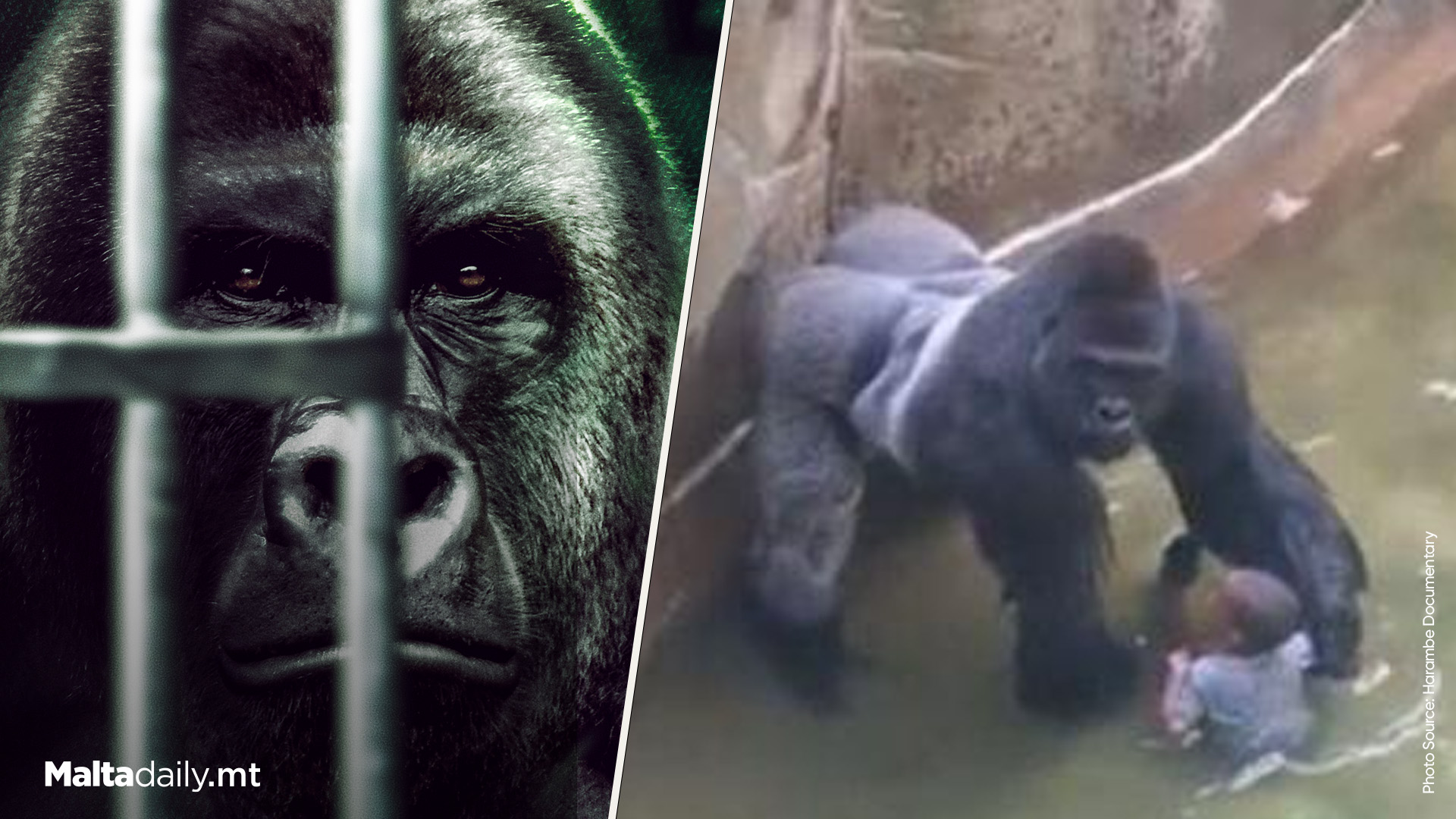 Zoo Made Critical Mistake Which Could Have Prevented Harambe’s Death