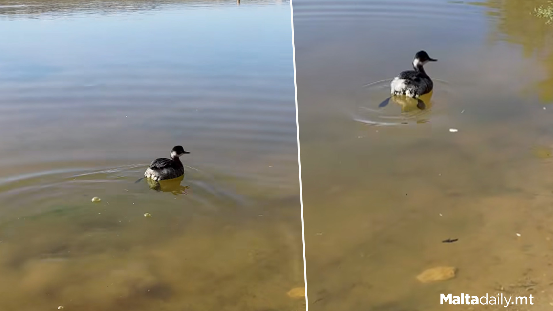 Black Necked Grebe Rescued & Released At Ghadira Nature Reserve