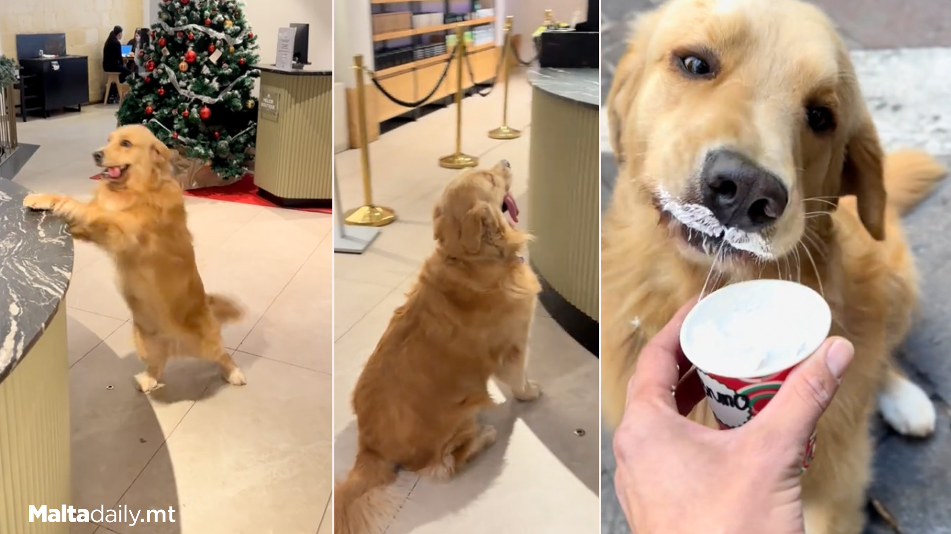 Bruno The Golden Retriever Goes Viral For Starbucks Puppuccino