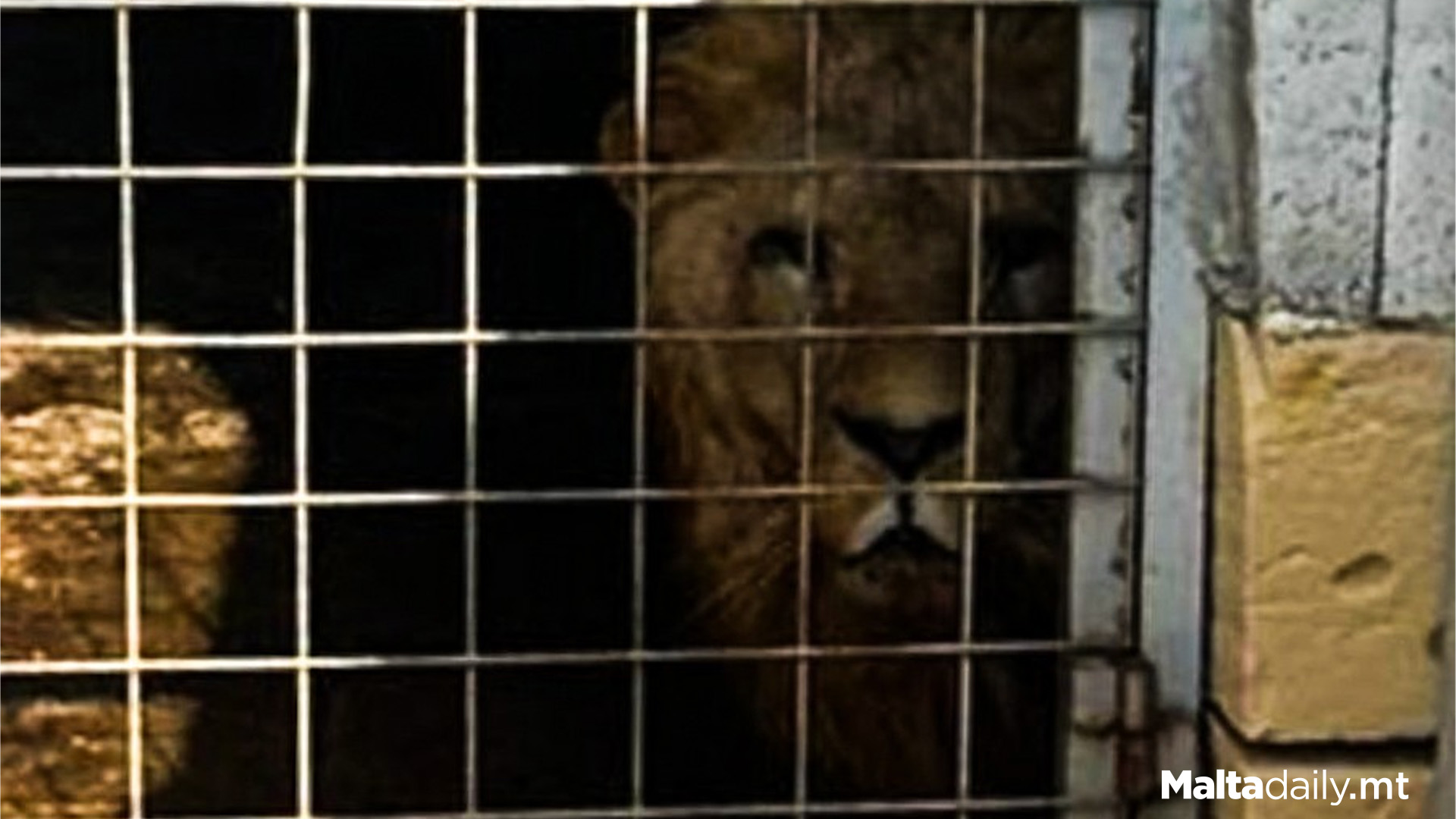 Investigations Into Lions, Leopard In Naxxar Farm Ongoing