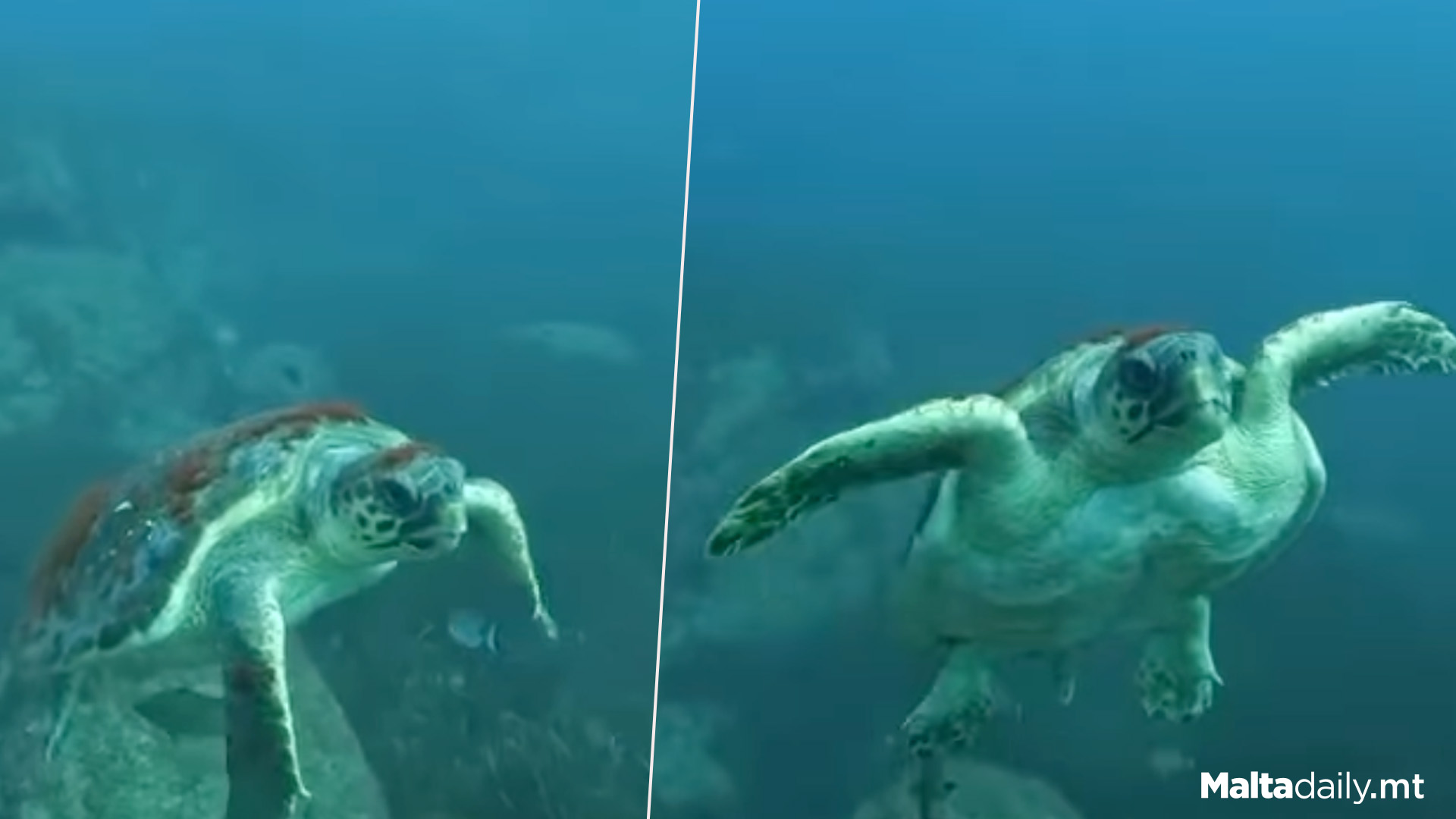 Graceful Turtle Filmed Off Maltese Coast